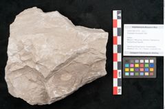 Foto (Objekt + Etikett) von Dictyopteris brongniarti Gutb. (NHMW-GEO-2024-0188-10778)